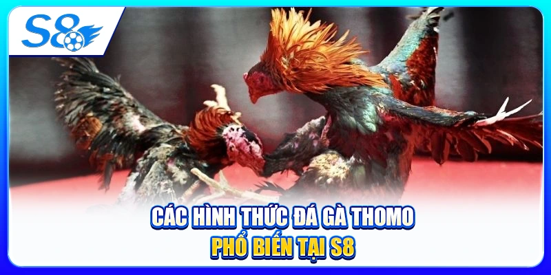 Các Hình Thức Đá Gà Thomo Phổ Biến Tại S8