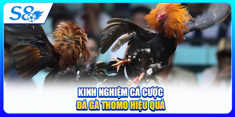 Kinh Nghiệm Cá Cược Đá Gà Thomo Hiệu Quả