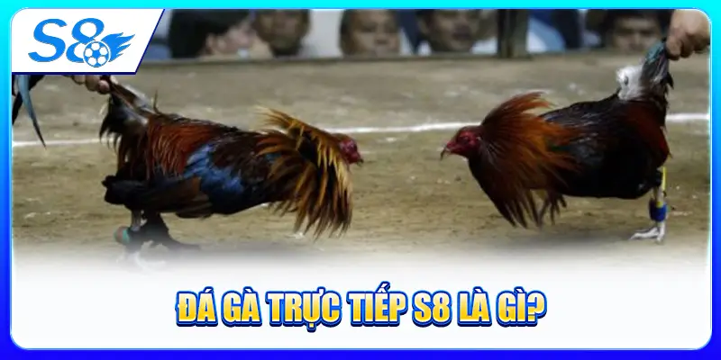 Đá Gà Trực Tiếp S8 Là Gì?