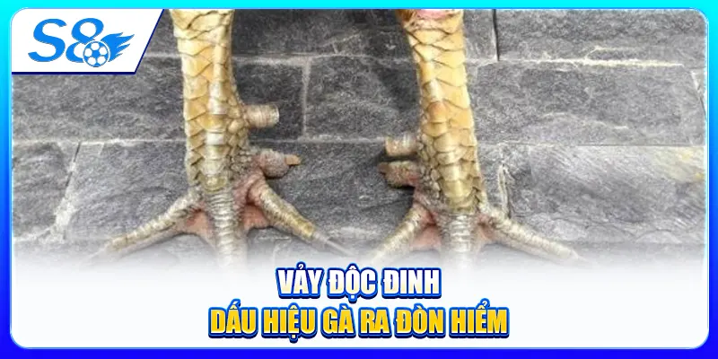 Vảy Độc Đinh – Dấu Hiệu Gà Ra Đòn Hiểm