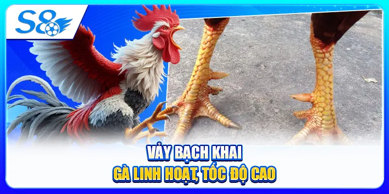 Vảy Bạch Khai – Gà Linh Hoạt, Tốc Độ Cao