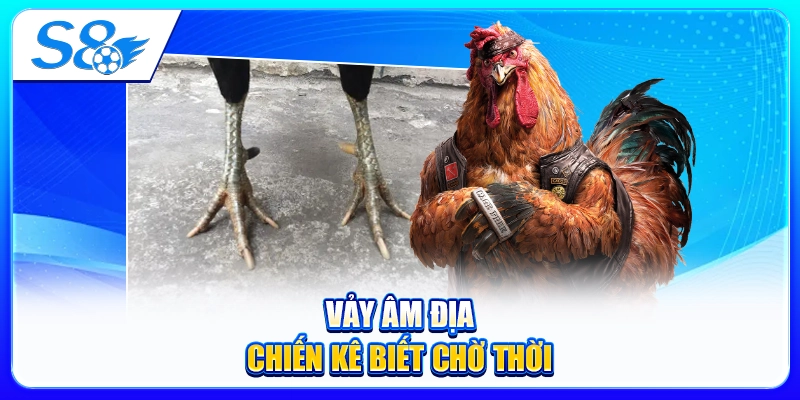 Vảy Âm Địa – Chiến Kê Biết Chờ Thời
