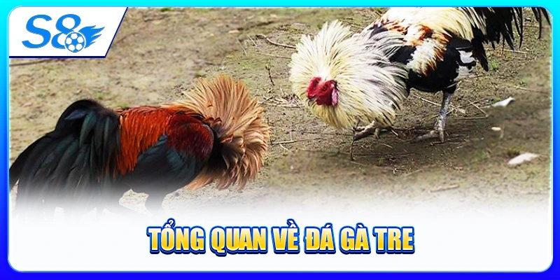 Tổng Quan Về Đá Gà Tre