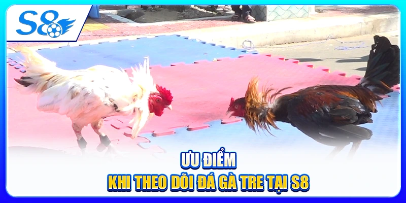 Ưu Điểm Khi Theo Dõi Đá Gà Tre Tại S8