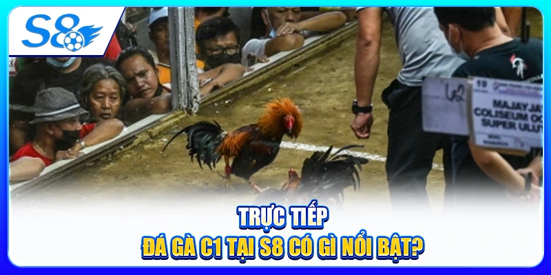 Trực Tiếp Đá Gà C1 Tại S8 Có Gì Nổi Bật?