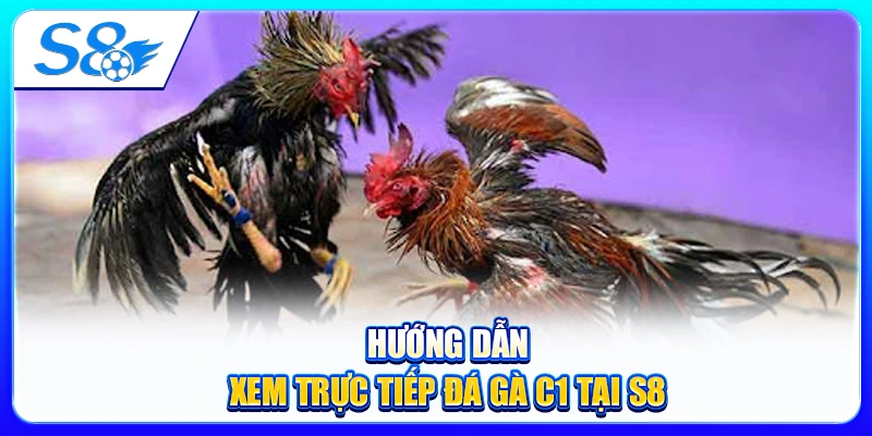 Quy Luật Thi Đấu Trong Đá Gà C1