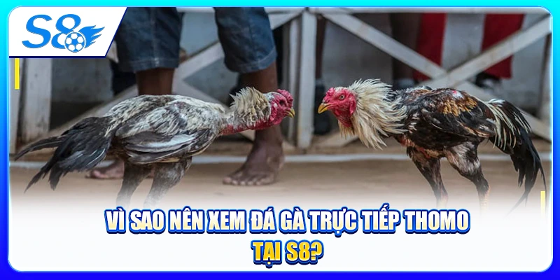 Vì Sao Nên Xem Đá Gà Trực Tiếp Thomo Tại S8?